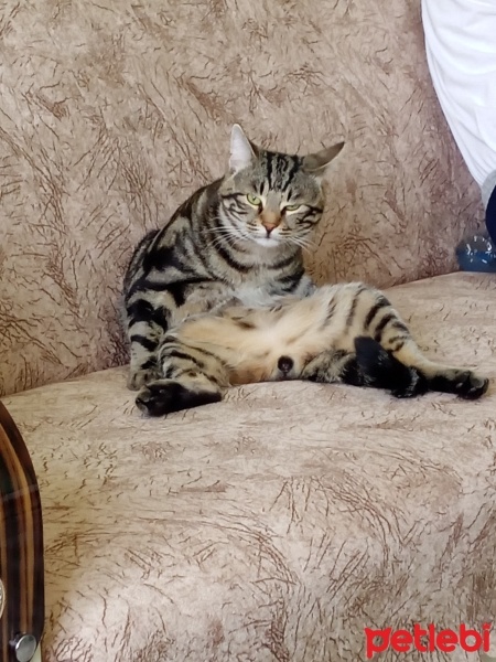 Tekir Kedi, Kedi  Cesur fotoğrafı