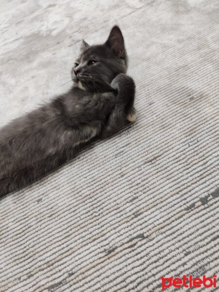 British Shorthair, Kedi  Şira fotoğrafı