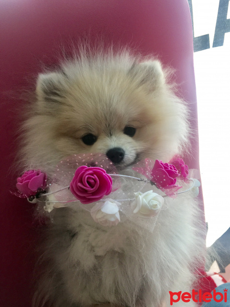 Pomeranyalı, Köpek  Baileys fotoğrafı