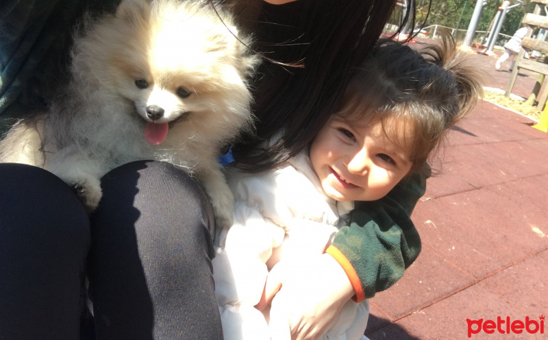 Pomeranyalı, Köpek  Baileys fotoğrafı