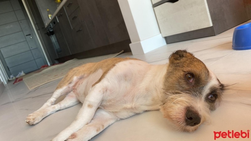 Jack Russell Terrier, Köpek  Zeyna fotoğrafı
