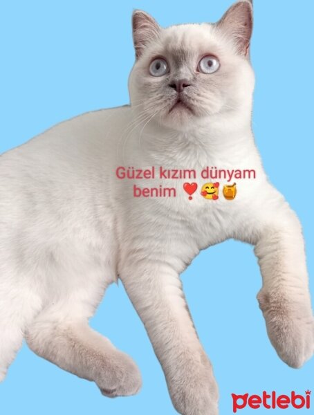 British Shorthair, Kedi  Mia ♡ fotoğrafı