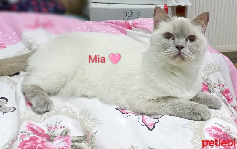 British Shorthair, Kedi  Mia ♡ fotoğrafı