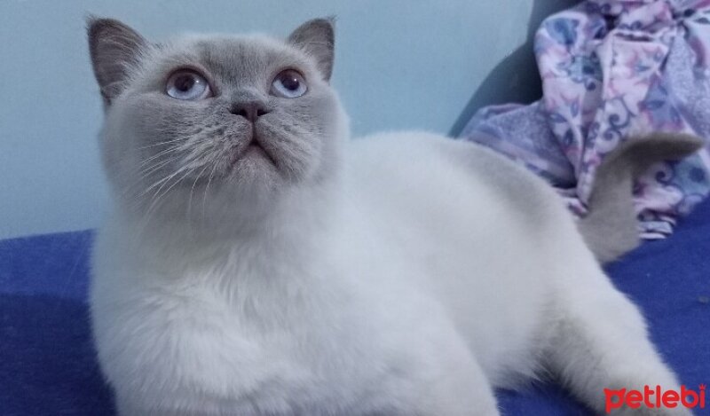 British Shorthair, Kedi  Mia ♡ fotoğrafı