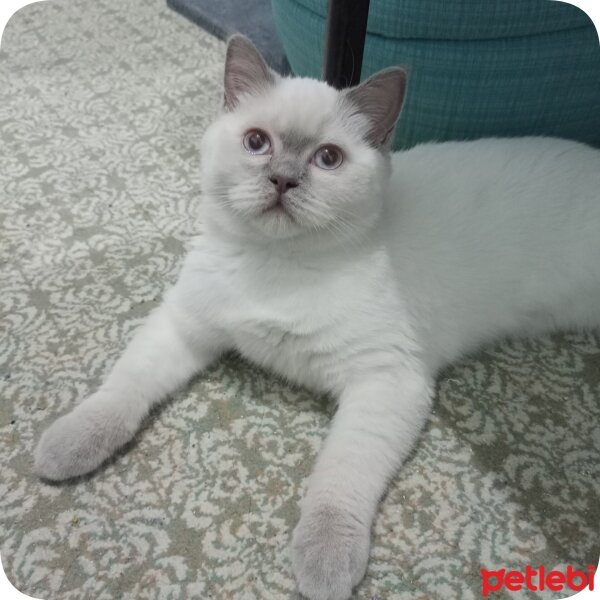 British Shorthair, Kedi  Mia ♡ fotoğrafı