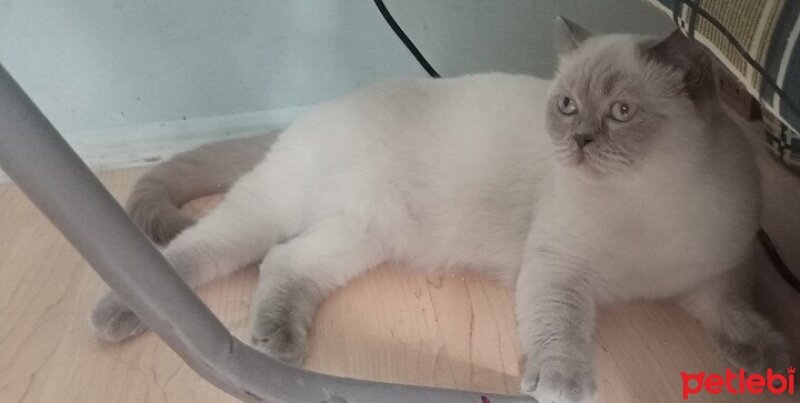 British Shorthair, Kedi  Mia ♡ fotoğrafı