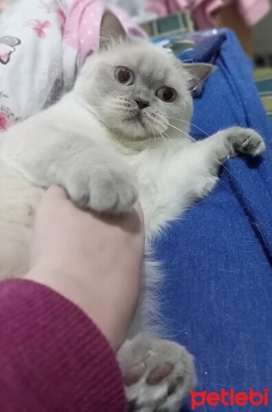 British Shorthair, Kedi  Mia ♡ fotoğrafı