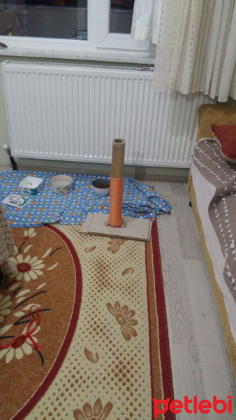 Tekir Kedi, Kedi  Pera ve Yavrusu fotoğrafı