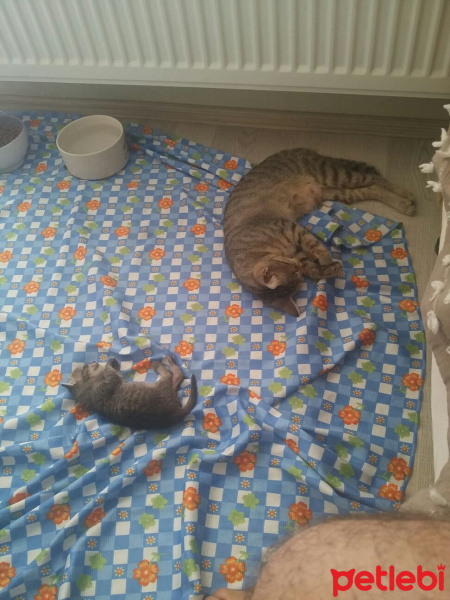 Tekir Kedi, Kedi  Pera ve Yavrusu fotoğrafı