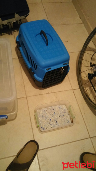 Tekir Kedi, Kedi  Pera ve Yavrusu fotoğrafı