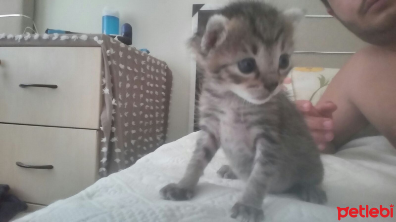 Tekir Kedi, Kedi  Pera ve Yavrusu fotoğrafı