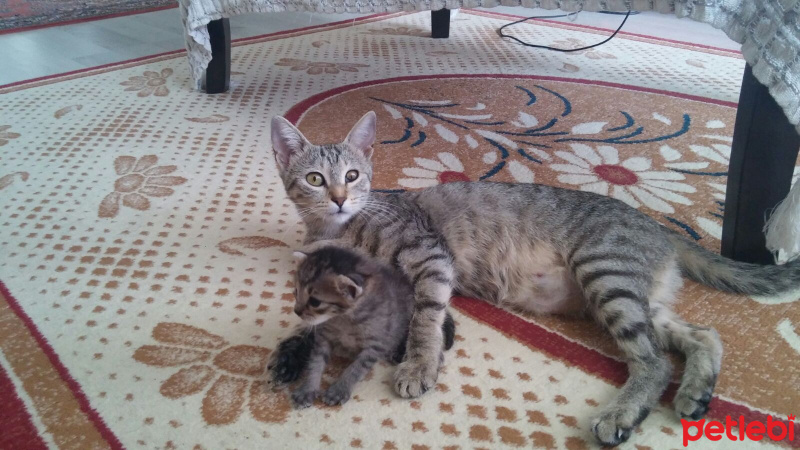 Tekir Kedi, Kedi  Pera ve Yavrusu fotoğrafı