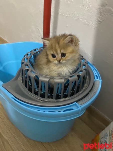 British Longhair, Kedi  DUMAN fotoğrafı