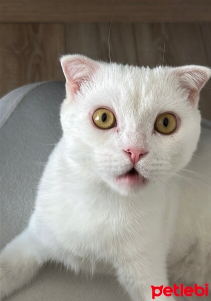 Scottish Fold, Kedi  Jasper fotoğrafı