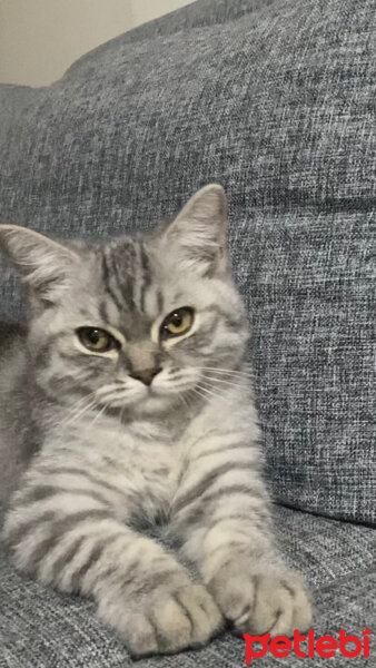 Scottish Fold, Kedi  Silver fotoğrafı