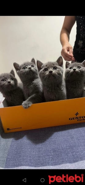 British Shorthair, Kedi  Miya fotoğrafı