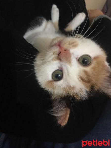 Tekir Kedi, Kedi  Matilda fotoğrafı