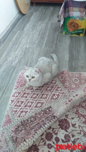 British Shorthair, Kedi  susam fotoğrafı