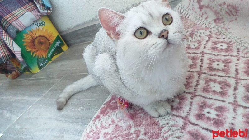 British Shorthair, Kedi  susam fotoğrafı