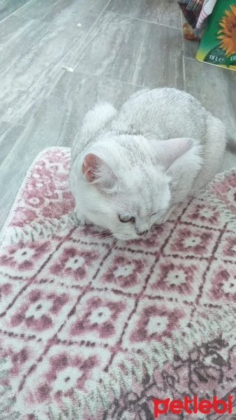 British Shorthair, Kedi  susam fotoğrafı