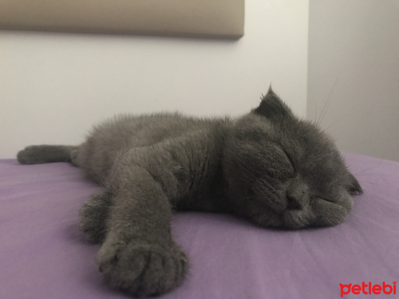 Scottish Fold, Kedi  sisi.paşa fotoğrafı