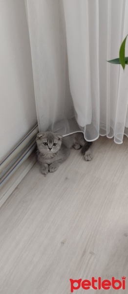 Scottish Fold, Kedi  Scotish fold fotoğrafı