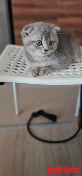 Scottish Fold, Kedi  Scotish fold fotoğrafı