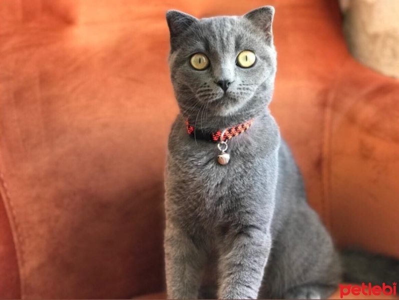 British Shorthair, Kedi  Minnoş fotoğrafı