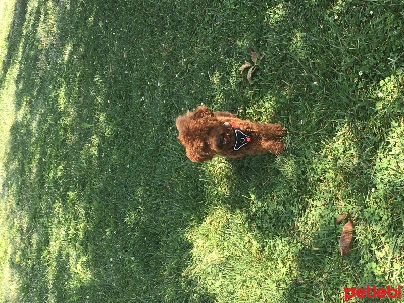 Poodle (Minyatür Kaniş), Köpek  Odin fotoğrafı