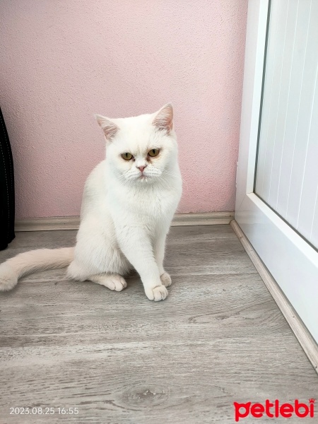 British Shorthair, Kedi  Miya fotoğrafı