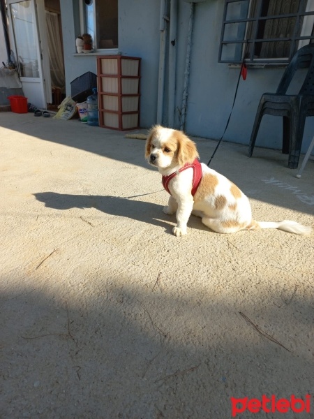 King Charles Spaniel, Köpek  Ateş fotoğrafı