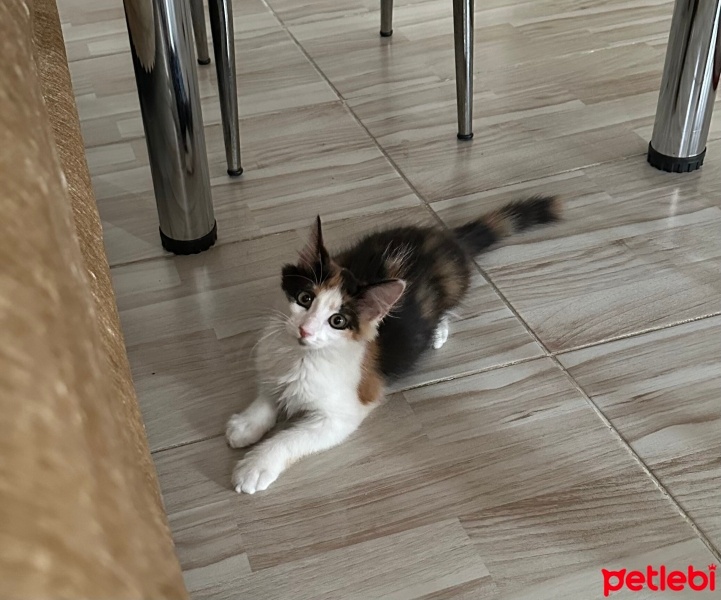 Tekir Kedi, Kedi  Şans fotoğrafı