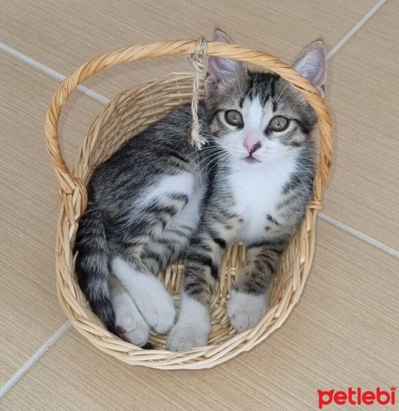 Tekir Kedi, Kedi  BALKIZ fotoğrafı