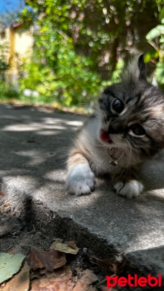 Tekir Kedi, Kedi  Minnoş fotoğrafı
