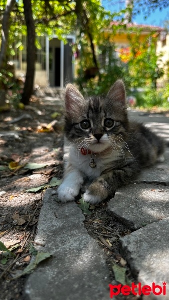 Tekir Kedi, Kedi  Minnoş fotoğrafı