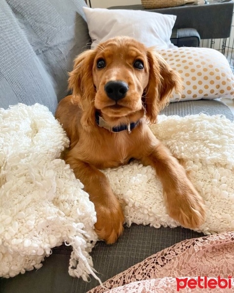 Amerikan Cocker Spaniel, Köpek  Mira fotoğrafı