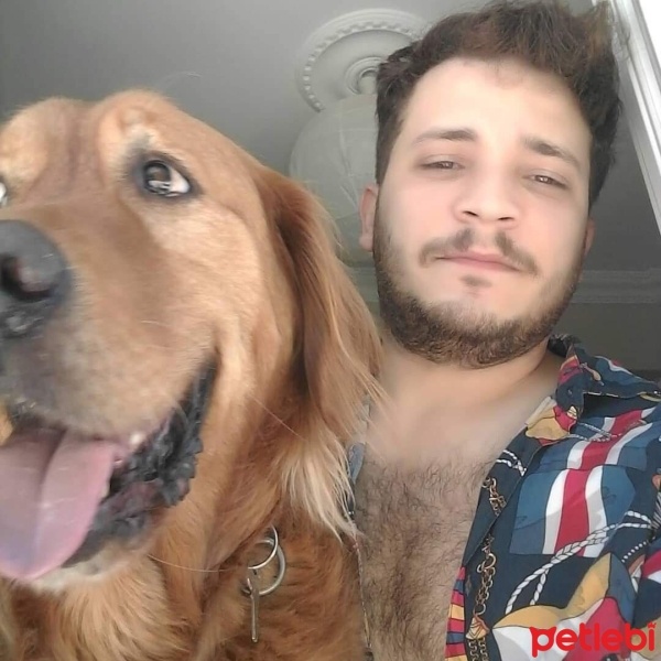 Golden Retriever, Köpek  PRICE fotoğrafı