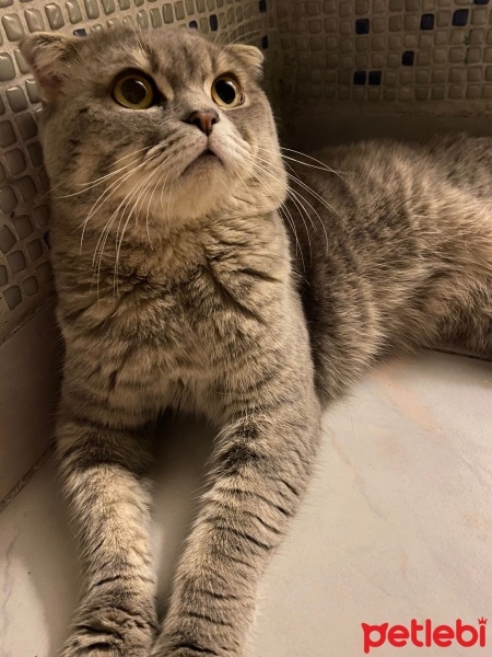 Scottish Fold, Kedi  paşa fotoğrafı
