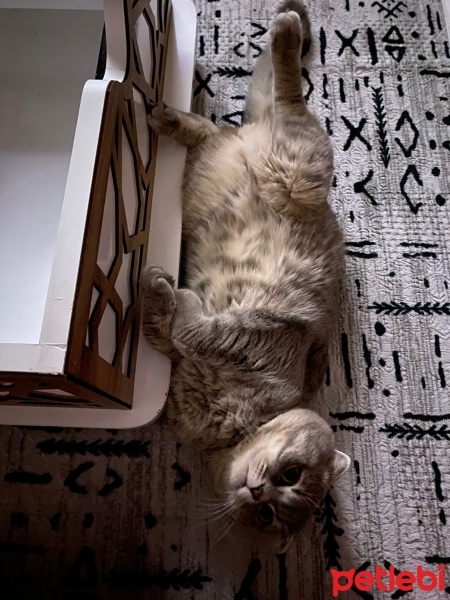 Scottish Fold, Kedi  paşa fotoğrafı