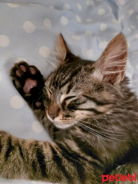 Maine Coon, Kedi  Paşa fotoğrafı