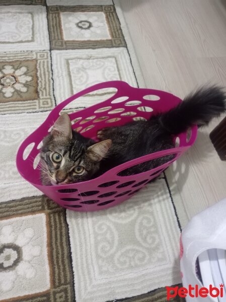 Maine Coon, Kedi  Paşa fotoğrafı