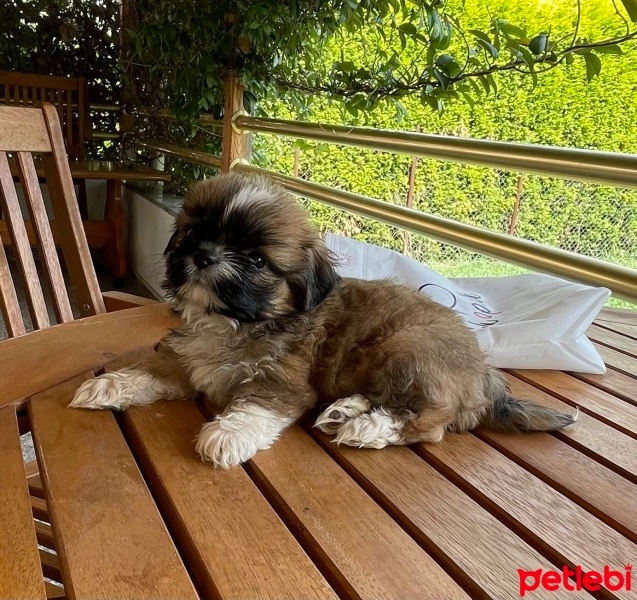 Shih Tzu, Köpek  Shih tzu fotoğrafı