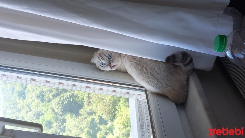 Scottish Fold, Kedi  PAMUK fotoğrafı