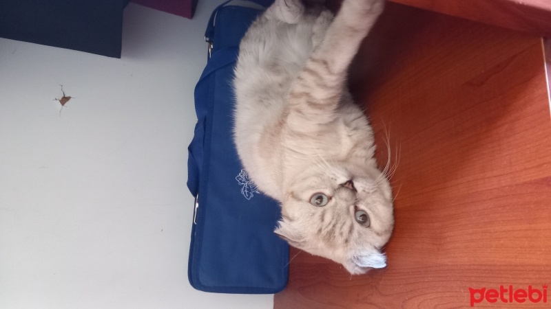 Scottish Fold, Kedi  PAMUK fotoğrafı