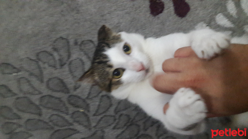 Tekir Kedi, Kedi  Remy fotoğrafı