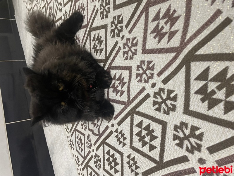 İran Kedisi (Persian), Kedi  Mia fotoğrafı
