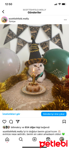 Scottish Fold, Kedi  Molly fotoğrafı