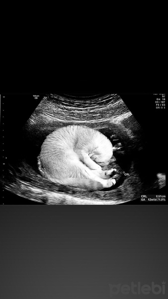 Scottish Fold, Kedi  Molly fotoğrafı