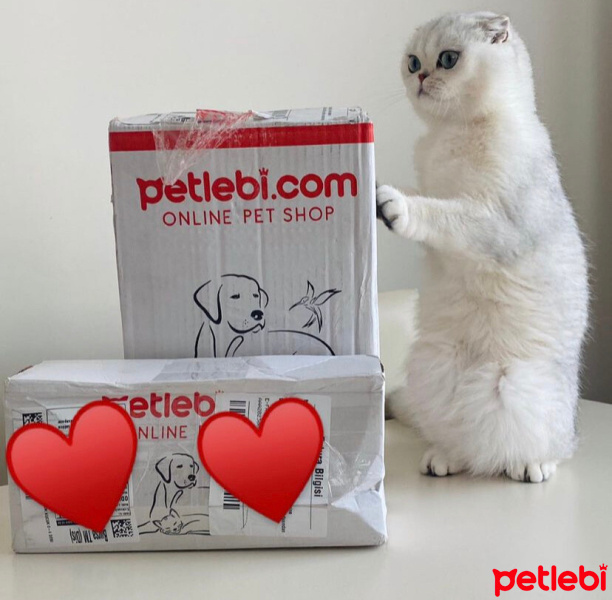 Scottish Fold, Kedi  Molly fotoğrafı