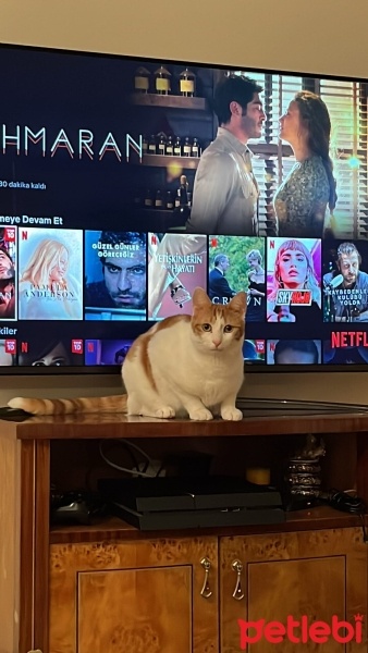 Sarman, Kedi  Sütlaç fotoğrafı
